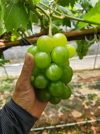 이규환/경북님의 포도 · 자유게시판 작성글 사진