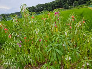 류승원님의 토마토 · 일상 작성글 사진