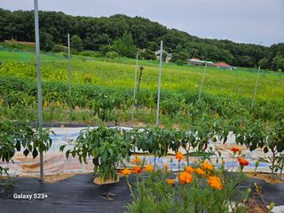 류승원님의 토마토 · 일상 작성글 사진