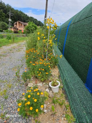 류승원님의 토마토 · 일상 작성글 사진