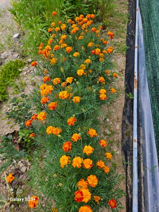 류승원님의 토마토 · 일상 작성글 사진