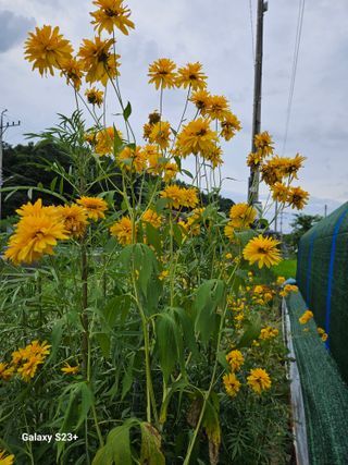 류승원님의 토마토 · 일상 작성글 사진