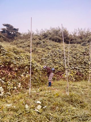 김회철님의 기타작물 · 영농일지 작성글 사진