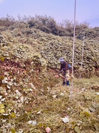 김회철님의 기타작물 · 영농일지 작성글 사진