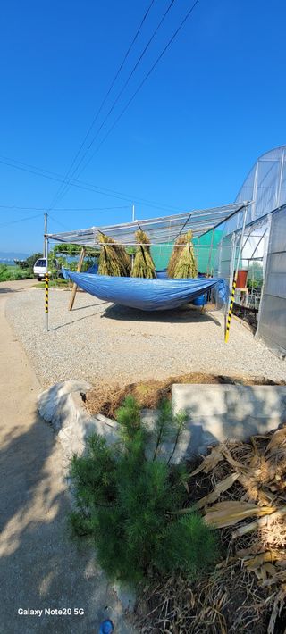 제주농부님의 참깨 · 자유게시판 작성글 사진