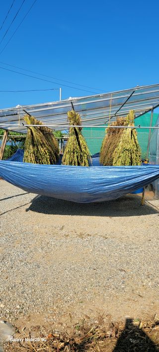 제주농부님의 참깨 · 자유게시판 작성글 사진