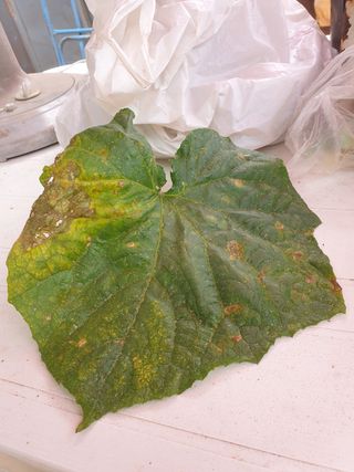 윤무섭님의 오이 · 병해충상담 작성글 사진