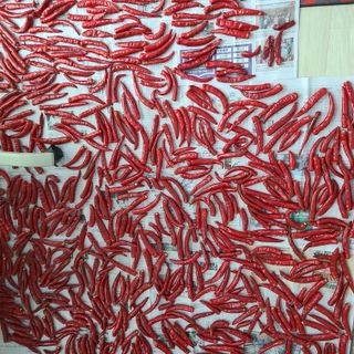 박정희님의 고추 · 수확 작성글 사진