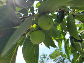 쌍둥이네빠끔살이님의 8월 내 작물 자랑하기 · 참여글 작성글 사진
