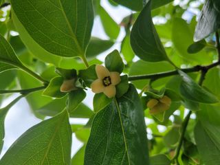 쌍둥이네빠끔살이님의 8월 내 작물 자랑하기 · 참여글 작성글 사진