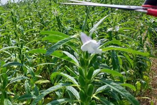 정진해님의 참깨 · 자유게시판 작성글 사진