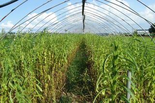 정진해님의 참깨 · 자유게시판 작성글 사진