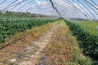 정진해님의 참깨 · 자유게시판 작성글 사진