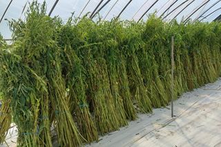 정진해님의 참깨 · 자유게시판 작성글 사진