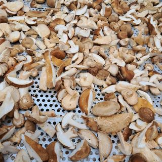 정순희 님의 버섯 · 일상 작성글 사진