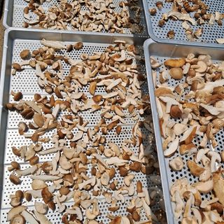 정순희 님의 버섯 · 일상 작성글 사진