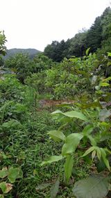 팜모닝 8월 내 작물 자랑하기·참여글 게시글 이미지