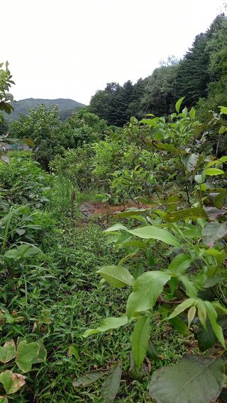 까두까두 님의 8월 내 작물 자랑하기 · 참여글 작성글 사진