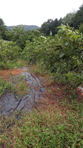 까두까두 님의 8월 내 작물 자랑하기 · 참여글 작성글 사진