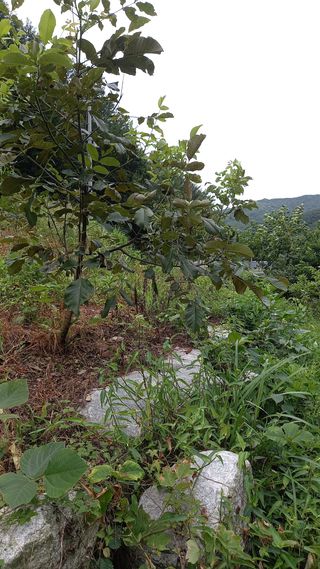 까두까두 님의 8월 내 작물 자랑하기 · 참여글 작성글 사진