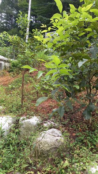 까두까두 님의 8월 내 작물 자랑하기 · 참여글 작성글 사진