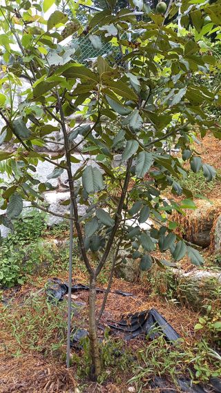 까두까두 님의 8월 내 작물 자랑하기 · 참여글 작성글 사진