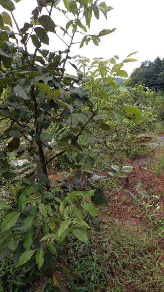 까두까두 님의 8월 내 작물 자랑하기 · 참여글 작성글 사진