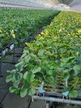 팜모닝 8월 내 작물 자랑하기·참여글 게시글 이미지