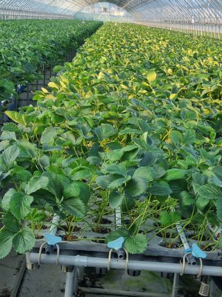 복자 딸기 농장님의 8월 내 작물 자랑하기 · 참여글 작성글 사진