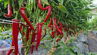 권병성님의 8월 내 작물 자랑하기 · 참여글 작성글 사진