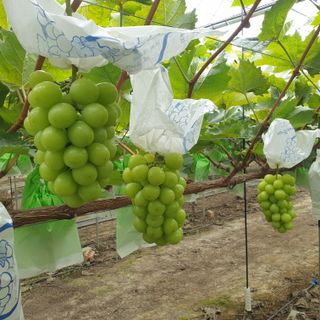 4799님의 8월 내 작물 자랑하기 · 참여글 작성글 사진