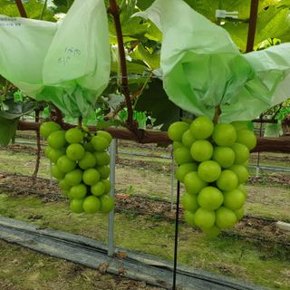 4799님의 8월 내 작물 자랑하기 · 참여글 작성글 사진