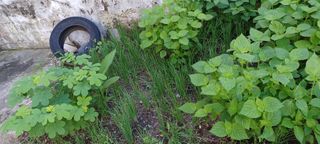 전영임님의 8월 내 작물 자랑하기 · 참여글 작성글 사진