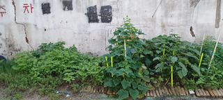 전영임님의 8월 내 작물 자랑하기 · 참여글 작성글 사진