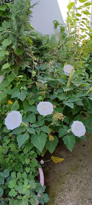 전영임님의 8월 내 작물 자랑하기 · 참여글 작성글 사진