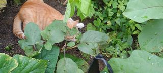 전영임님의 8월 내 작물 자랑하기 · 참여글 작성글 사진