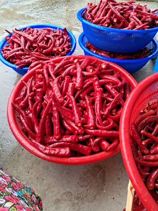 강의숙님의 8월 내 작물 자랑하기 · 참여글 작성글 사진