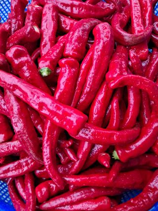 강의숙님의 8월 내 작물 자랑하기 · 참여글 작성글 사진