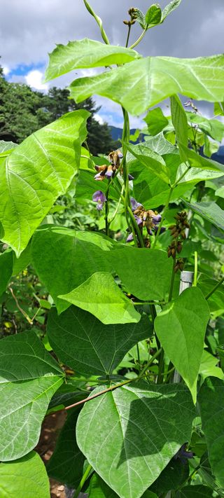 장준재님의 8월 내 작물 자랑하기 · 참여글 작성글 사진