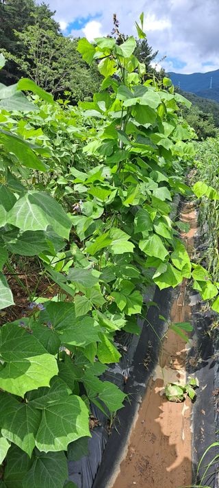 장준재님의 8월 내 작물 자랑하기 · 참여글 작성글 사진