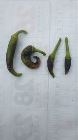 팜모닝 고추·병해충상담 게시글 이미지