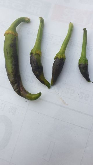 정범도님의 고추 · 병해충상담 작성글 사진