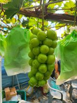 팜모닝 8월 내 작물 자랑하기·참여글 게시글 이미지