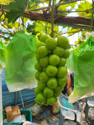 오준석님의 8월 내 작물 자랑하기 · 참여글 작성글 사진