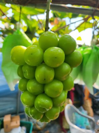 오준석님의 8월 내 작물 자랑하기 · 참여글 작성글 사진