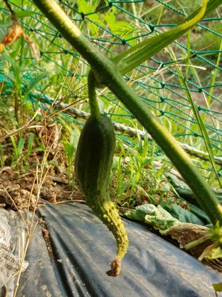 김명규님의 오이 · 병해충상담 작성글 사진