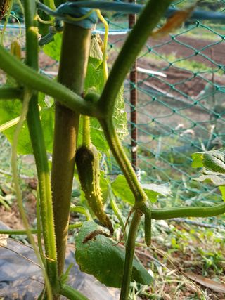 김명규님의 오이 · 병해충상담 작성글 사진