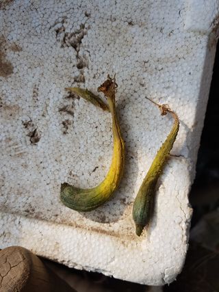 김명규님의 오이 · 병해충상담 작성글 사진