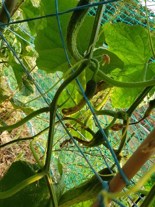 김명규님의 오이 · 병해충상담 작성글 사진