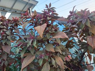 박순례님의 8월 내 작물 자랑하기 · 참여글 작성글 사진